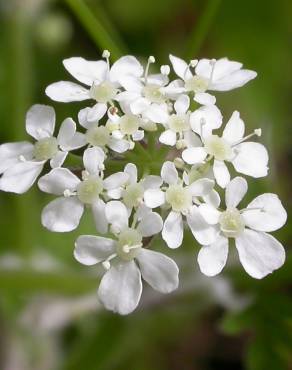 Fotografia 8 da espécie Anthriscus sylvestris no Jardim Botânico UTAD