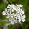 Fotografia 8 da espécie Anthriscus sylvestris do Jardim Botânico UTAD