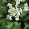 Fotografia 9 da espécie Anthriscus sylvestris do Jardim Botânico UTAD