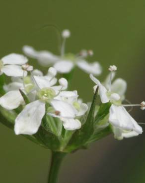 Fotografia 10 da espécie Anthriscus sylvestris no Jardim Botânico UTAD