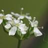 Fotografia 10 da espécie Anthriscus sylvestris do Jardim Botânico UTAD