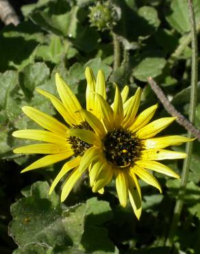 Fotografia 10 da espécie Arctotheca calendula no Jardim Botânico UTAD