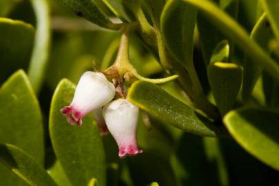 Fotografia da espécie Arctostaphylos uva-ursi