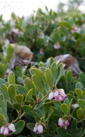 Fotografia da espécie Arctostaphylos uva-ursi