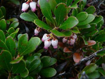 Fotografia da espécie Arctostaphylos uva-ursi