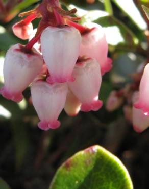 Fotografia 9 da espécie Arctostaphylos uva-ursi no Jardim Botânico UTAD