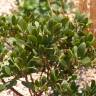 Fotografia 10 da espécie Arctostaphylos uva-ursi do Jardim Botânico UTAD