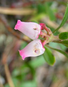 Fotografia 11 da espécie Arctostaphylos uva-ursi no Jardim Botânico UTAD