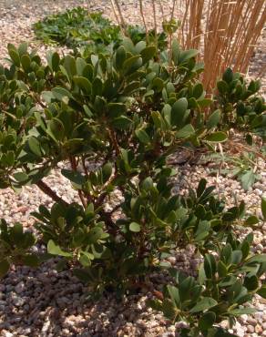 Fotografia 12 da espécie Arctostaphylos uva-ursi no Jardim Botânico UTAD