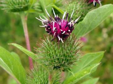 Fotografia da espécie Arctium minus