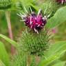 Fotografia 5 da espécie Arctium minus do Jardim Botânico UTAD