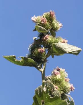 Fotografia 6 da espécie Arctium minus no Jardim Botânico UTAD