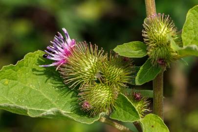 Fotografia da espécie Arctium minus