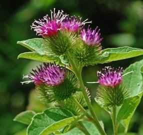 Fotografia da espécie Arctium minus