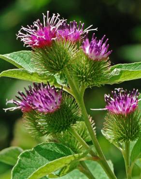 Fotografia 10 da espécie Arctium minus no Jardim Botânico UTAD