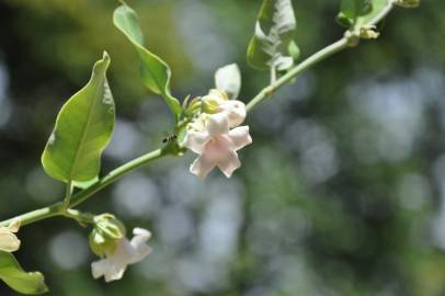 Fotografia da espécie Araujia sericifera