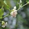 Fotografia 6 da espécie Araujia sericifera do Jardim Botânico UTAD