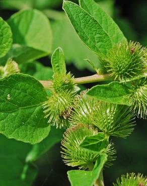 Fotografia 11 da espécie Arctium minus no Jardim Botânico UTAD