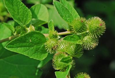 Fotografia da espécie Arctium minus