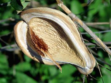 Fotografia da espécie Araujia sericifera