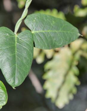 Fotografia 8 da espécie Araujia sericifera no Jardim Botânico UTAD