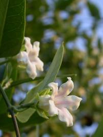 Fotografia da espécie Araujia sericifera