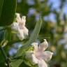 Fotografia 9 da espécie Araujia sericifera do Jardim Botânico UTAD