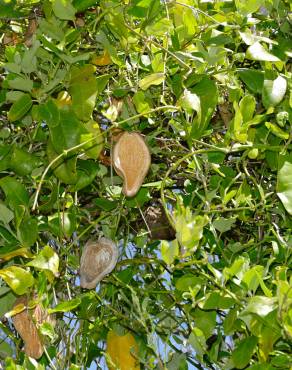 Fotografia 10 da espécie Araujia sericifera no Jardim Botânico UTAD