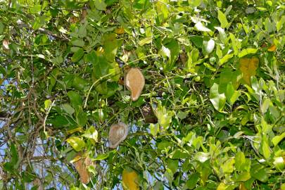 Fotografia da espécie Araujia sericifera