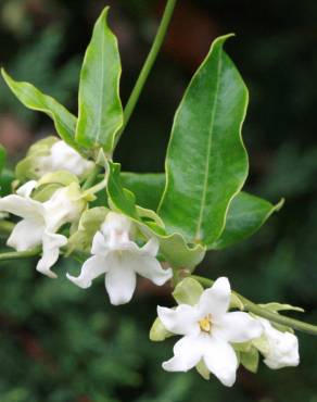 Fotografia 11 da espécie Araujia sericifera no Jardim Botânico UTAD