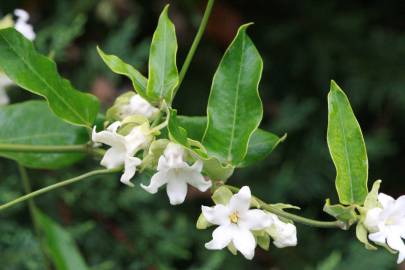 Fotografia da espécie Araujia sericifera