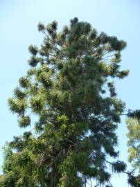 Fotografia da espécie Araucaria bidwillii