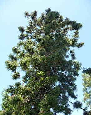 Fotografia 4 da espécie Araucaria bidwillii no Jardim Botânico UTAD