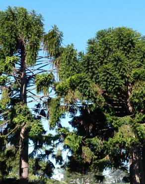 Fotografia 6 da espécie Araucaria bidwillii no Jardim Botânico UTAD