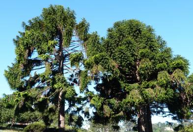 Fotografia da espécie Araucaria bidwillii