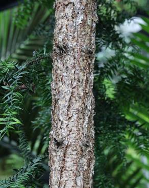 Fotografia 7 da espécie Araucaria bidwillii no Jardim Botânico UTAD