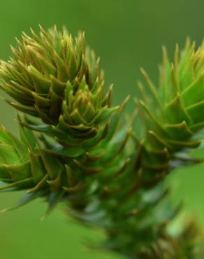 Fotografia 10 da espécie Araucaria bidwillii no Jardim Botânico UTAD