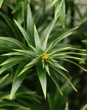 Fotografia 11 da espécie Araucaria bidwillii no Jardim Botânico UTAD