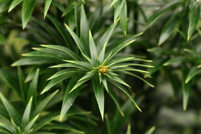 Fotografia da espécie Araucaria bidwillii