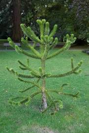 Fotografia da espécie Araucaria araucana