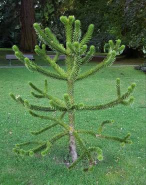 Fotografia 4 da espécie Araucaria araucana no Jardim Botânico UTAD