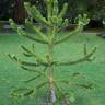 Fotografia 4 da espécie Araucaria araucana do Jardim Botânico UTAD