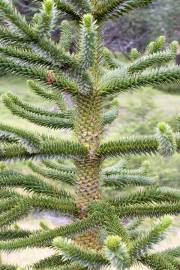 Fotografia da espécie Araucaria araucana