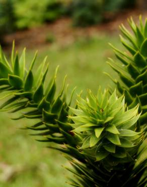 Fotografia 6 da espécie Araucaria araucana no Jardim Botânico UTAD