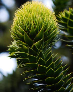 Fotografia 7 da espécie Araucaria araucana no Jardim Botânico UTAD