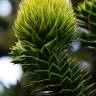 Fotografia 7 da espécie Araucaria araucana do Jardim Botânico UTAD