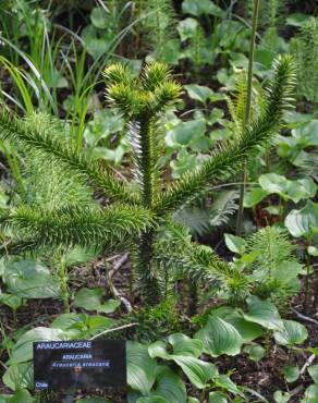 Fotografia 8 da espécie Araucaria araucana no Jardim Botânico UTAD