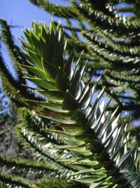 Fotografia da espécie Araucaria araucana