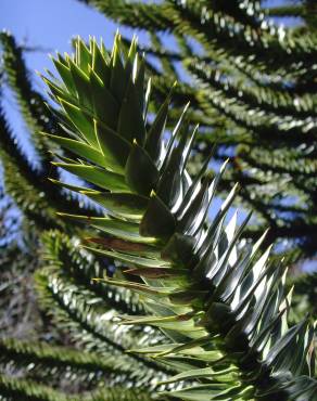 Fotografia 9 da espécie Araucaria araucana no Jardim Botânico UTAD