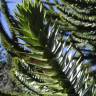 Fotografia 9 da espécie Araucaria araucana do Jardim Botânico UTAD